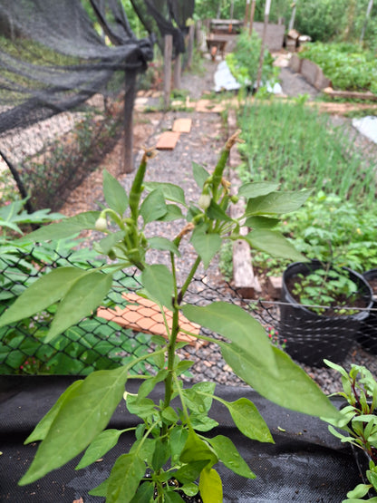 Planta de Ají Green Jalapeño