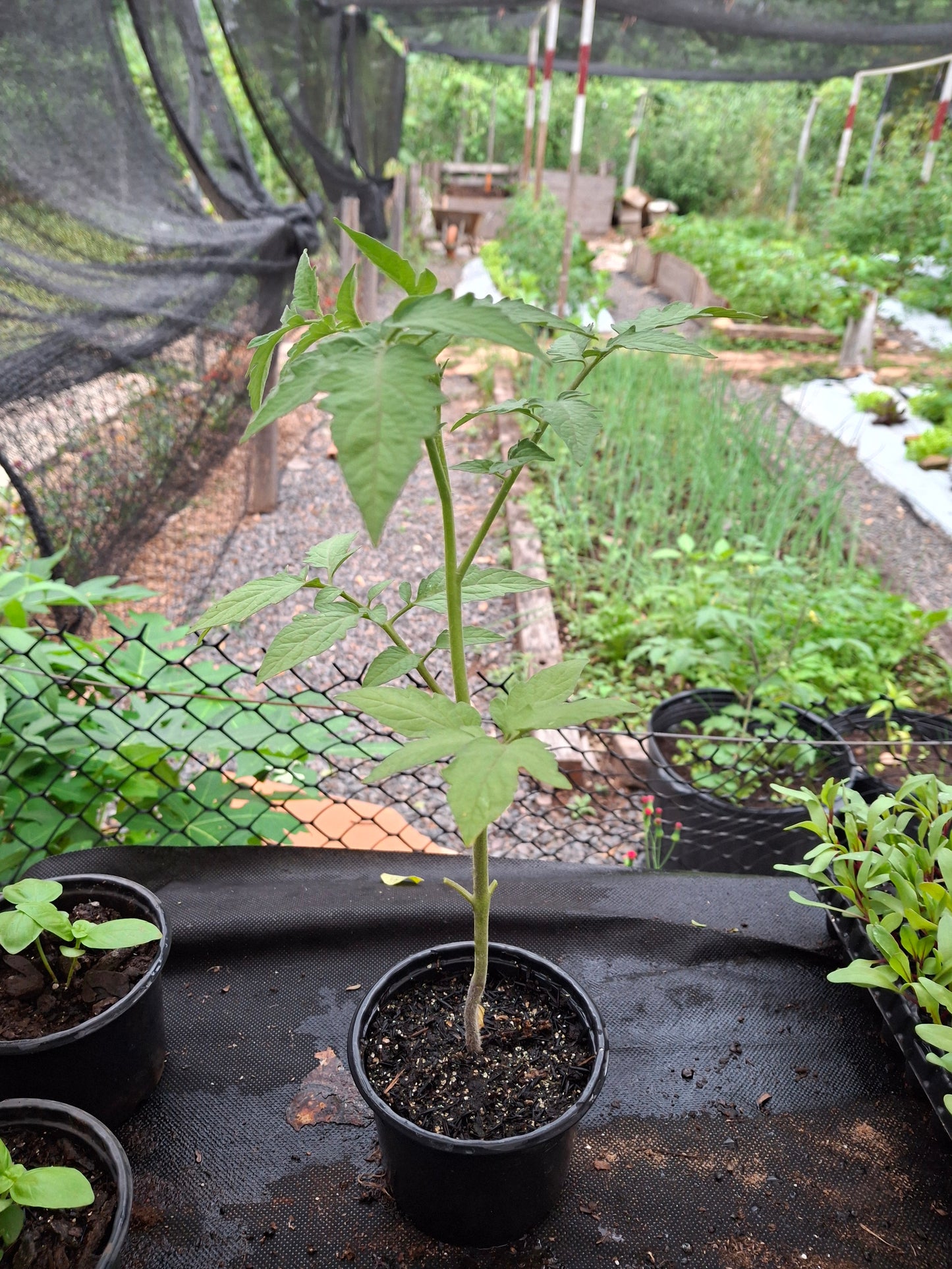 Planta de Tomate Perita