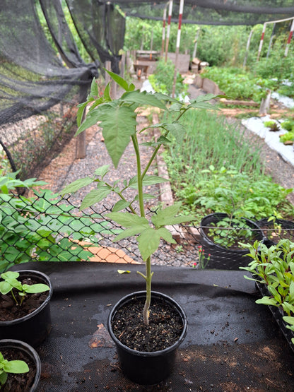 Planta de Tomate Perita