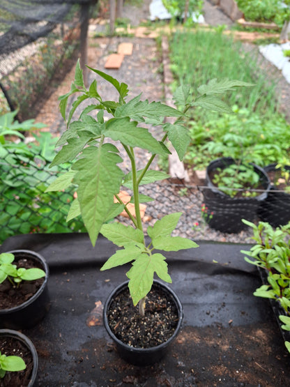 Planta de Tomate Perita