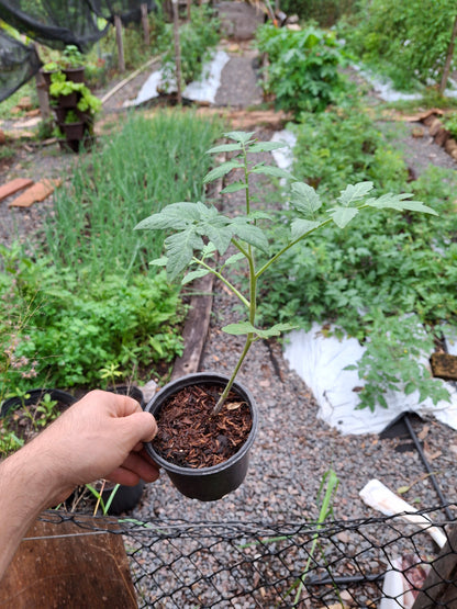Planta de Tomate Cherry Rojo