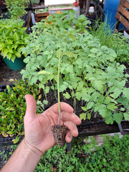 Plantin de Tomate Cherry Rojo