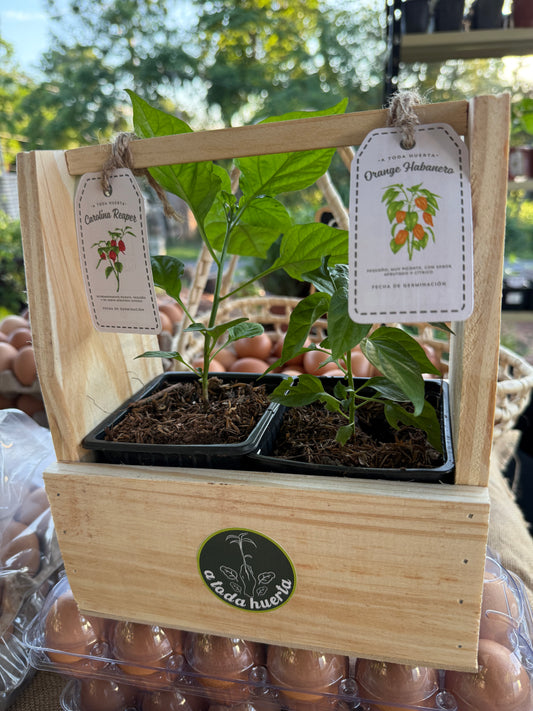 Pack doble Ajís Carolina Reaper y Orange Habanero