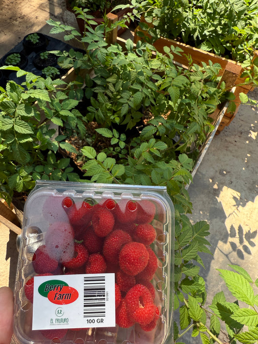 Promo Planta de Frambuesa + Paquete de Frambuesa 100gr