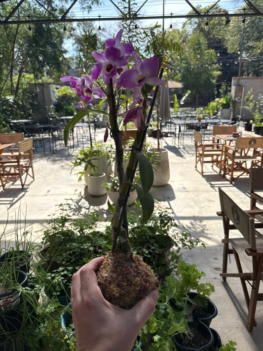 Orquidea en Kokedama Nona Nelly