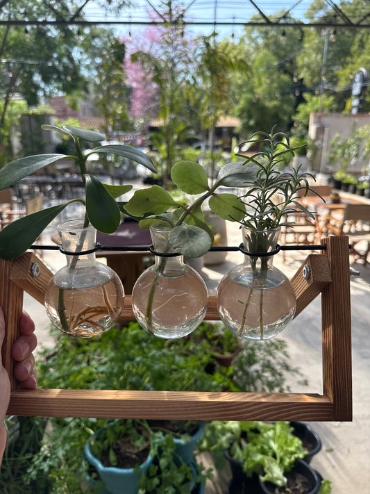 Terrario de Plantas con Soporte