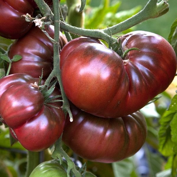 Planta de Tomate Black Krim