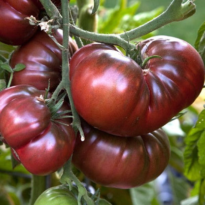 Planta de Tomate Black Krim