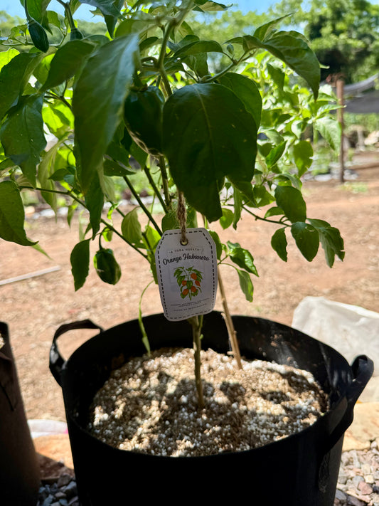 Planta de Orange Habanero con Growbag 5 Galones