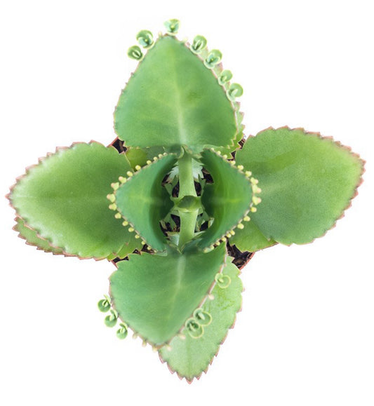 Planta de Mala Madre