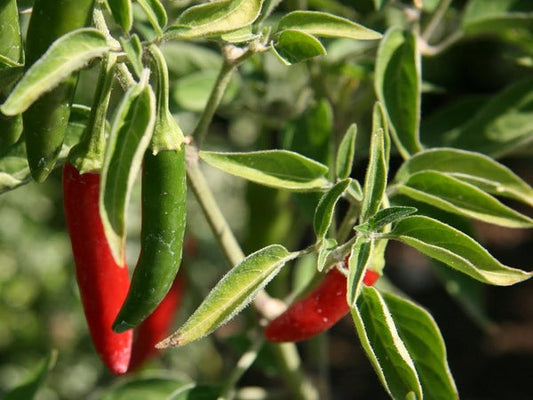 Planta de Ají Serrano Tampiqueño