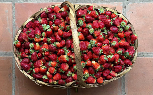 Frutilla por Kg