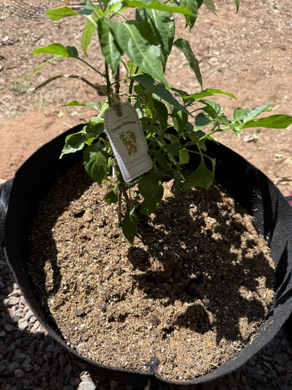 Planta de Orange Habanero con Growbag 10 Galones