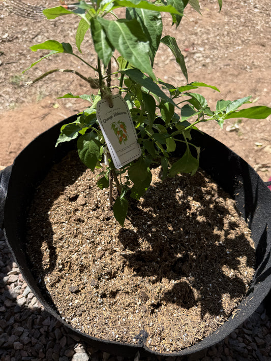 Planta de Orange Habanero con Growbag 10 Galones