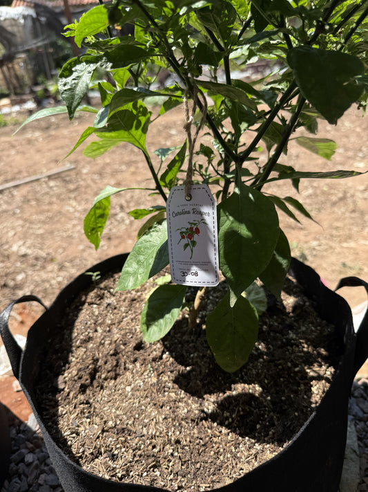 Planta de Carolina Reaper + Growbag de 7 Galones
