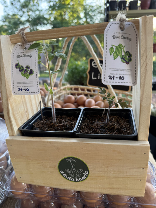 Pack doble Tomates Blue Beauty y Blue Cherry