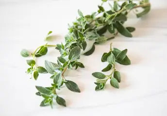 Planta de Oregano