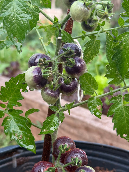 Planta de Tomate Blue Cherry