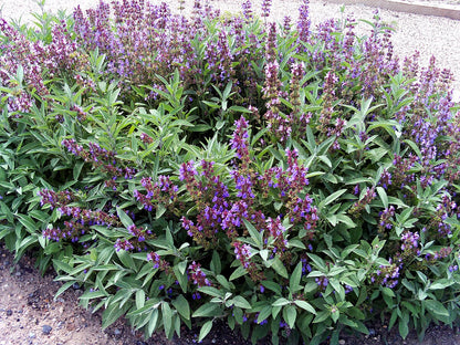 Planta de Salvia