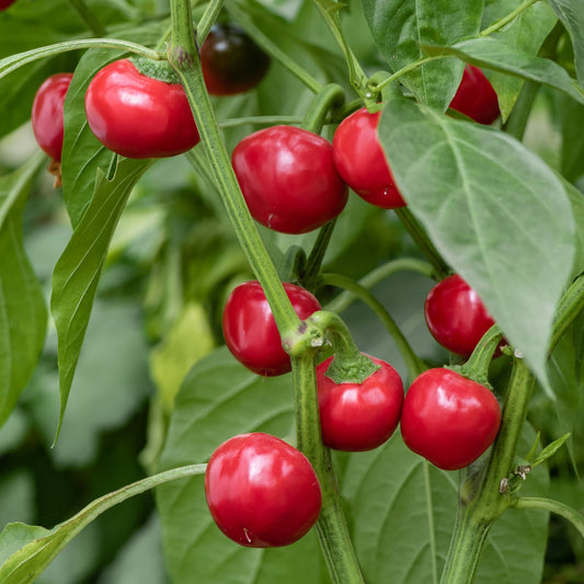 Planta de Ají Red Cherry