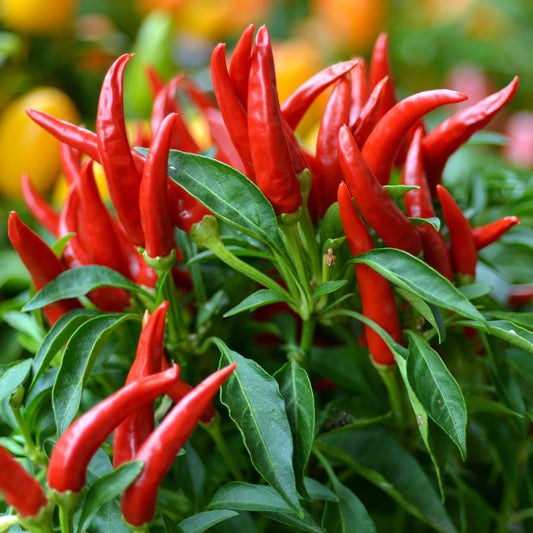 Planta de Ají Thai Hot