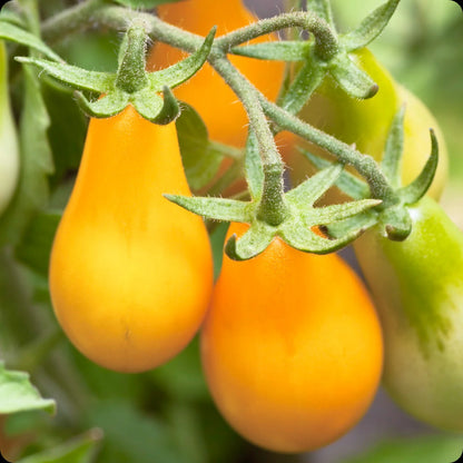 Planta de Tomate Yellow Pear