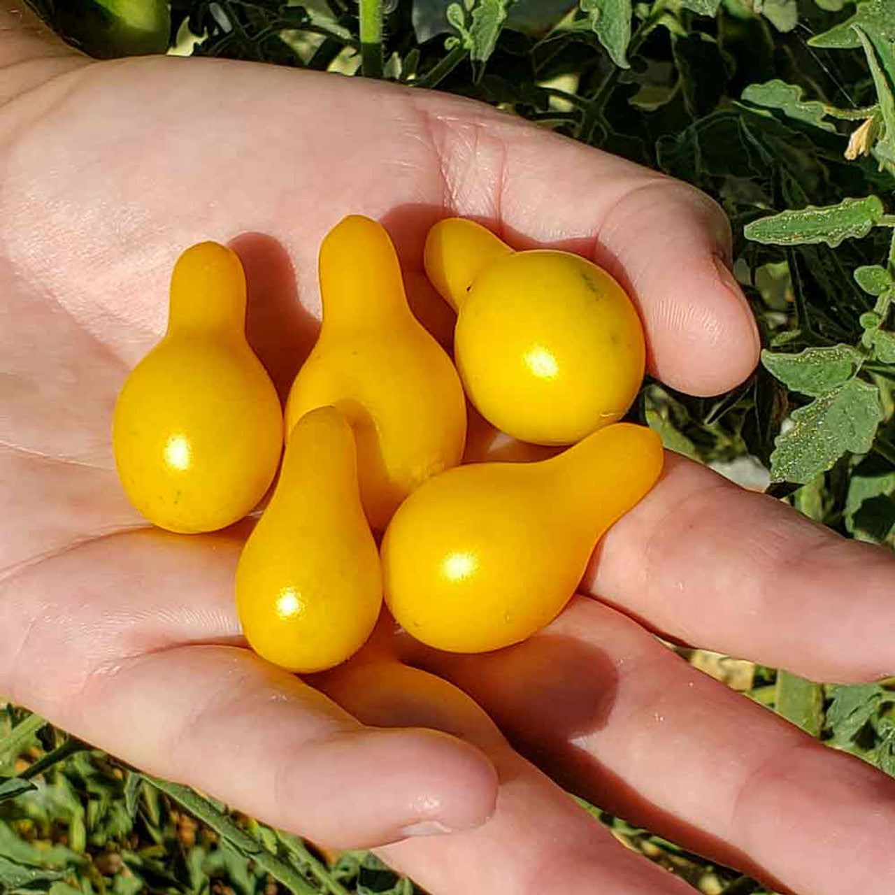 Planta de Tomate Yellow Pear