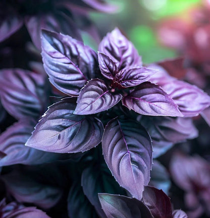 Planta de Albahaca Morada