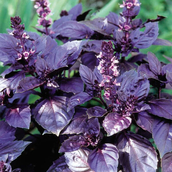 Planta de Albahaca Morada