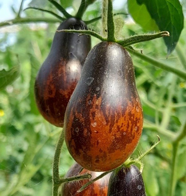 Planta de Tomate Black Keyes