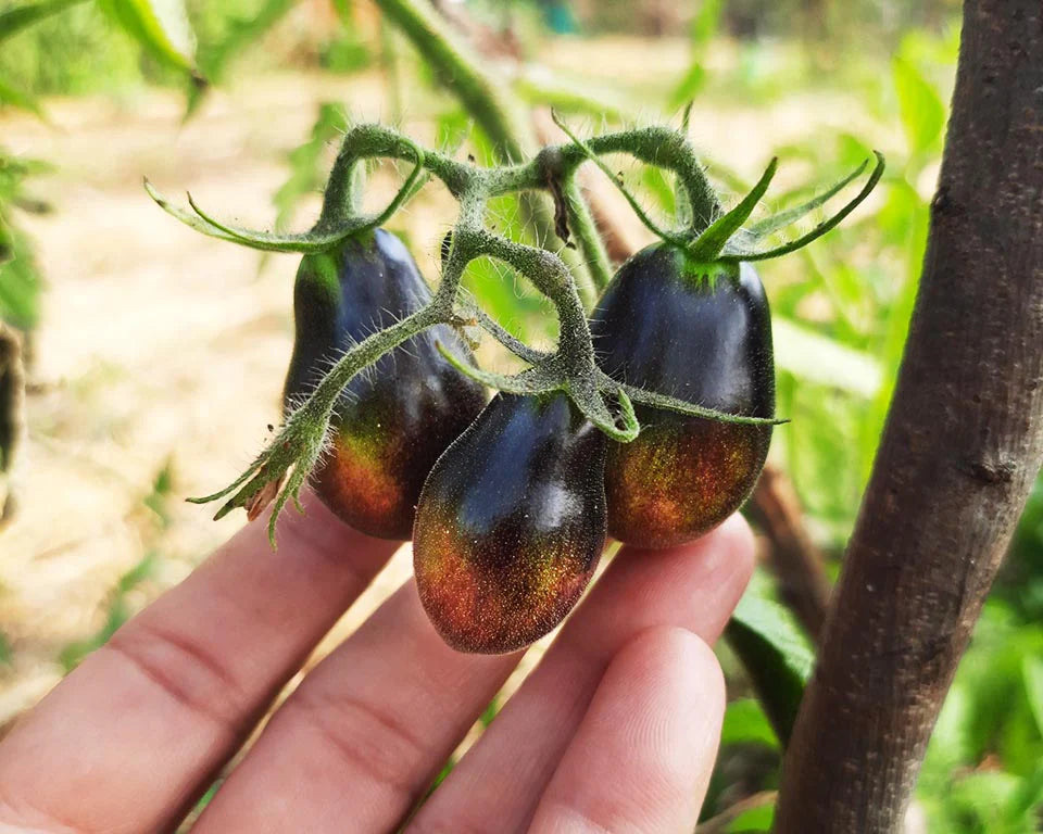 Planta de Tomate Black Keyes