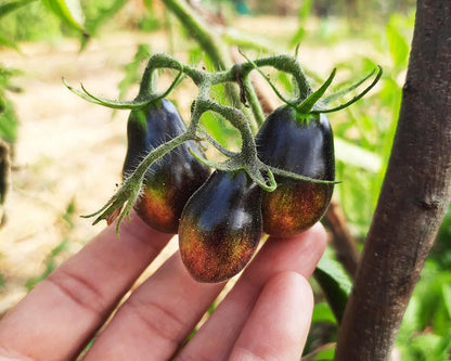 Planta de Tomate Black Keyes