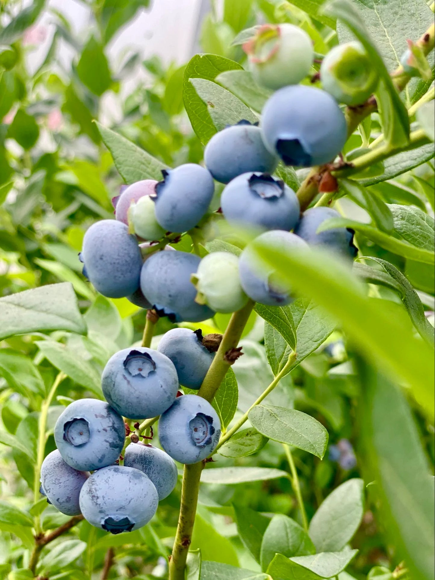 Planta de Arándano (Blueberry)