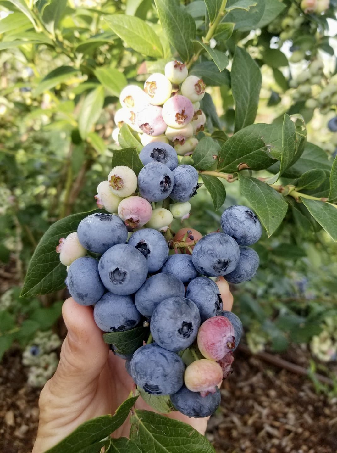 Planta de Arándano (Blueberry)