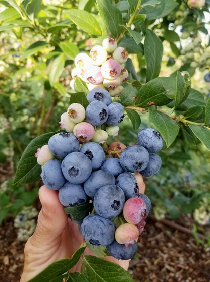 Planta de Arándano (Blueberry)