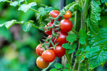 Plantin de Tomate Cherry Rojo