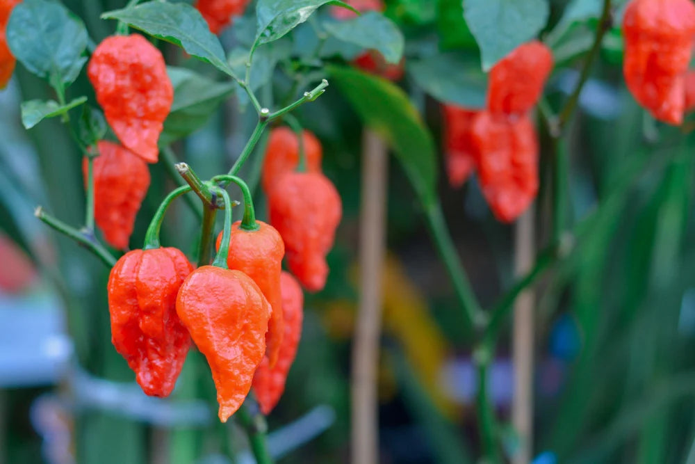 Planta de Ají Ghost Pepper