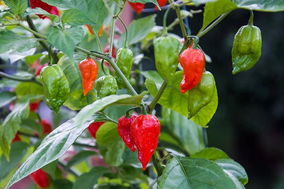 Planta de Ají Ghost Pepper