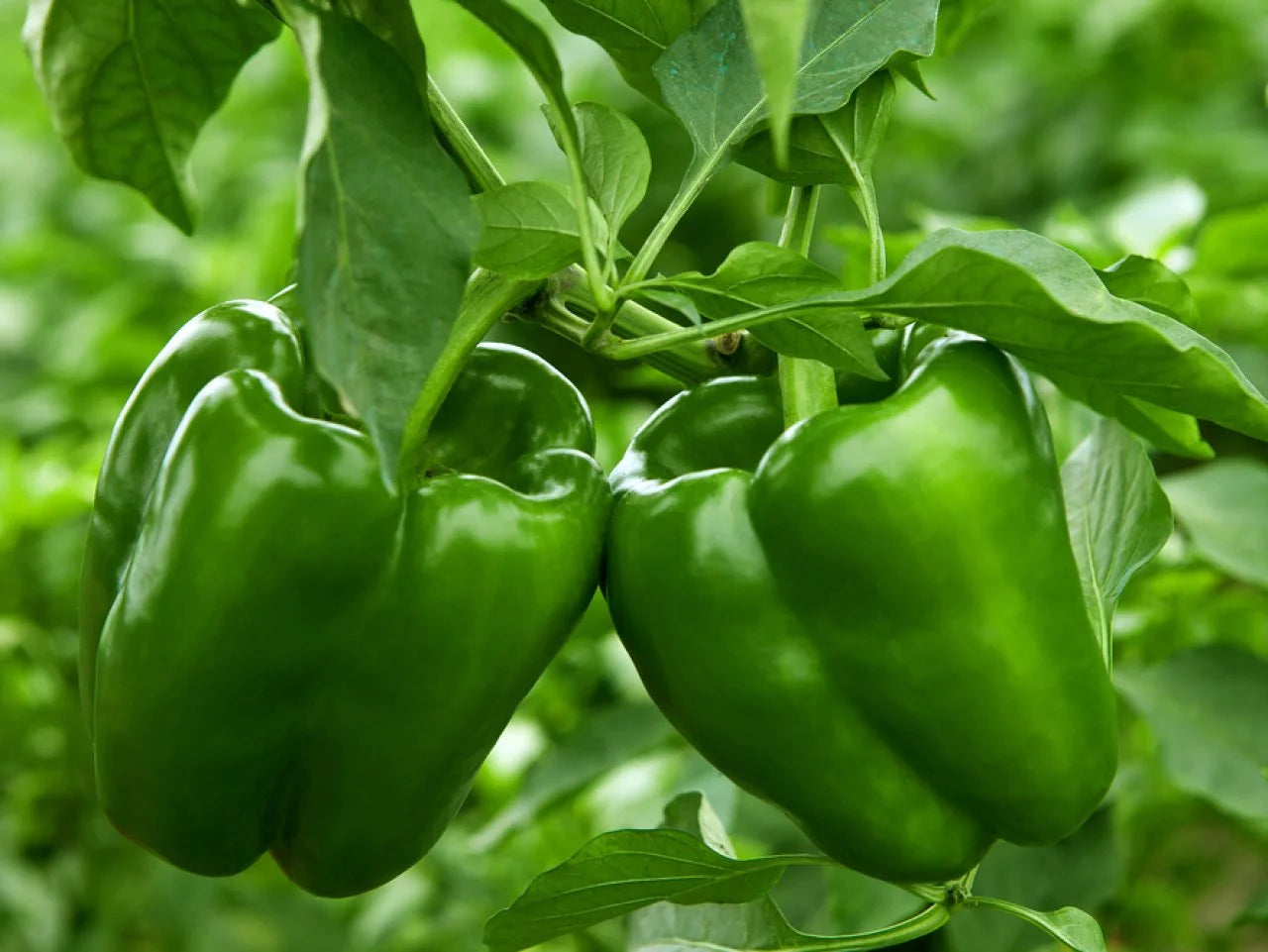 Planta de Locote Verde