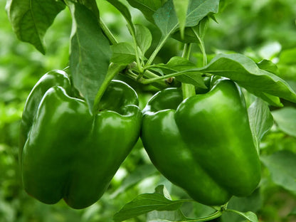 Planta de Locote Verde
