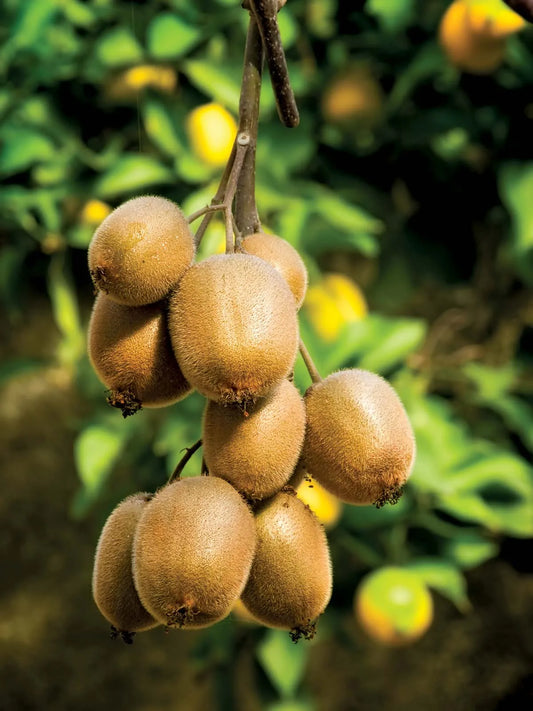 Planta de Kiwi