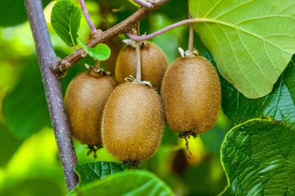 Planta de Kiwi