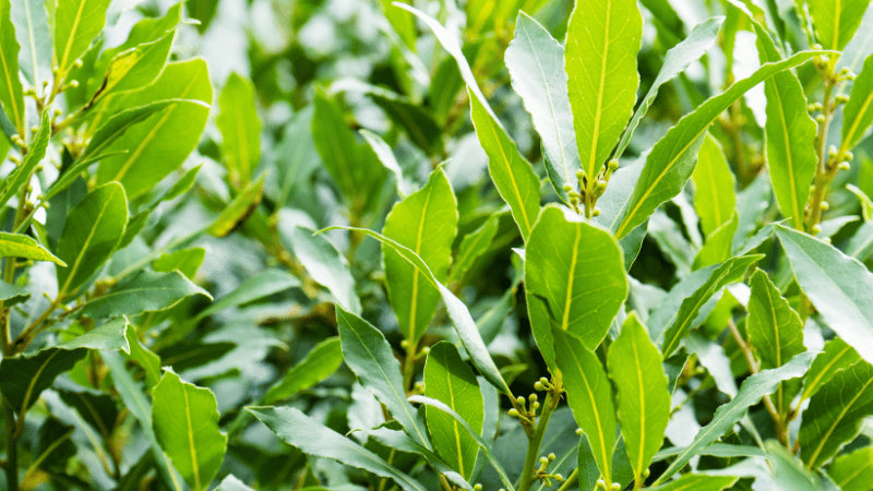 Planta de Laurel