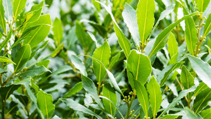 Planta de Laurel