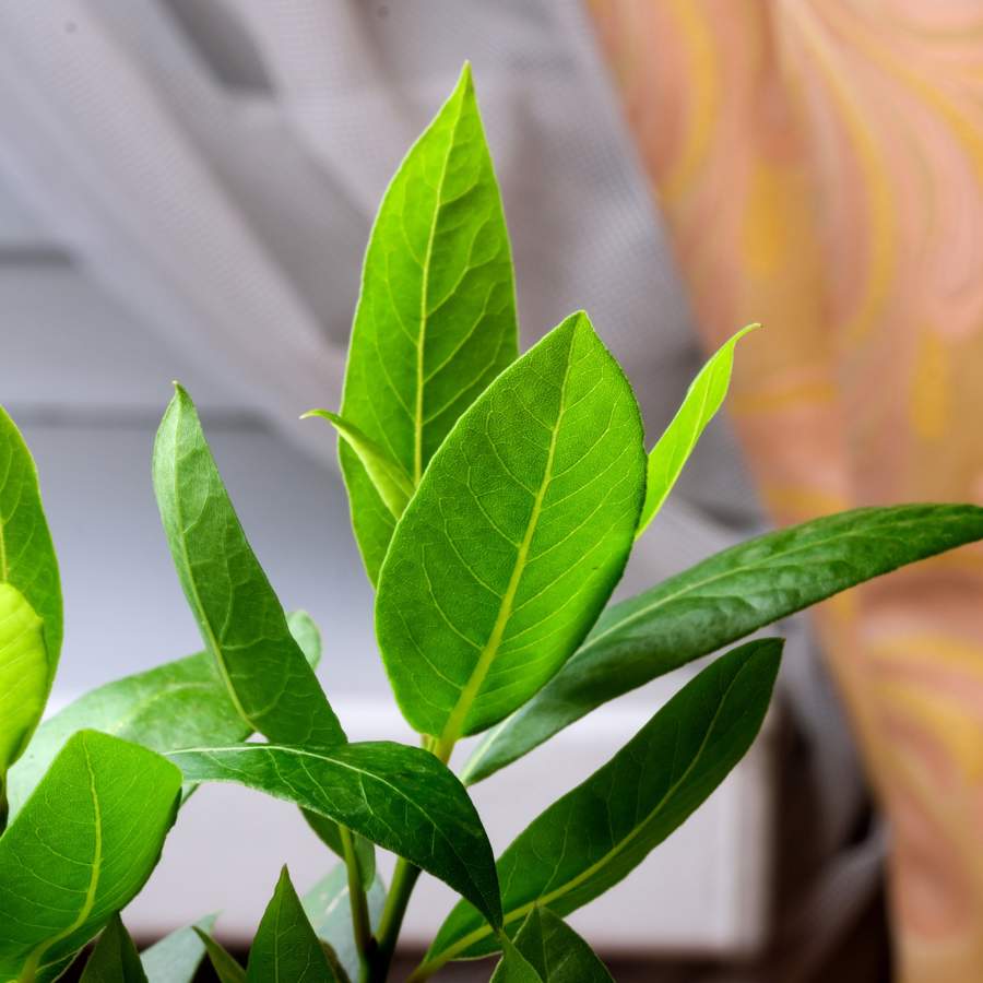 Planta de Laurel