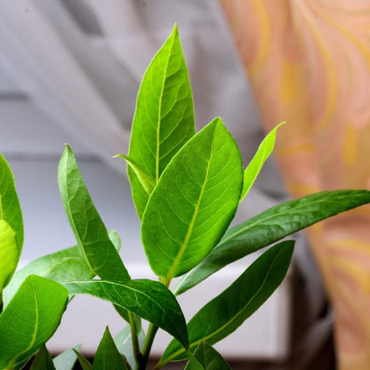 Planta de Laurel
