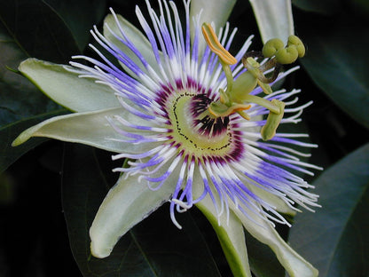 Planta de Mburucuyá