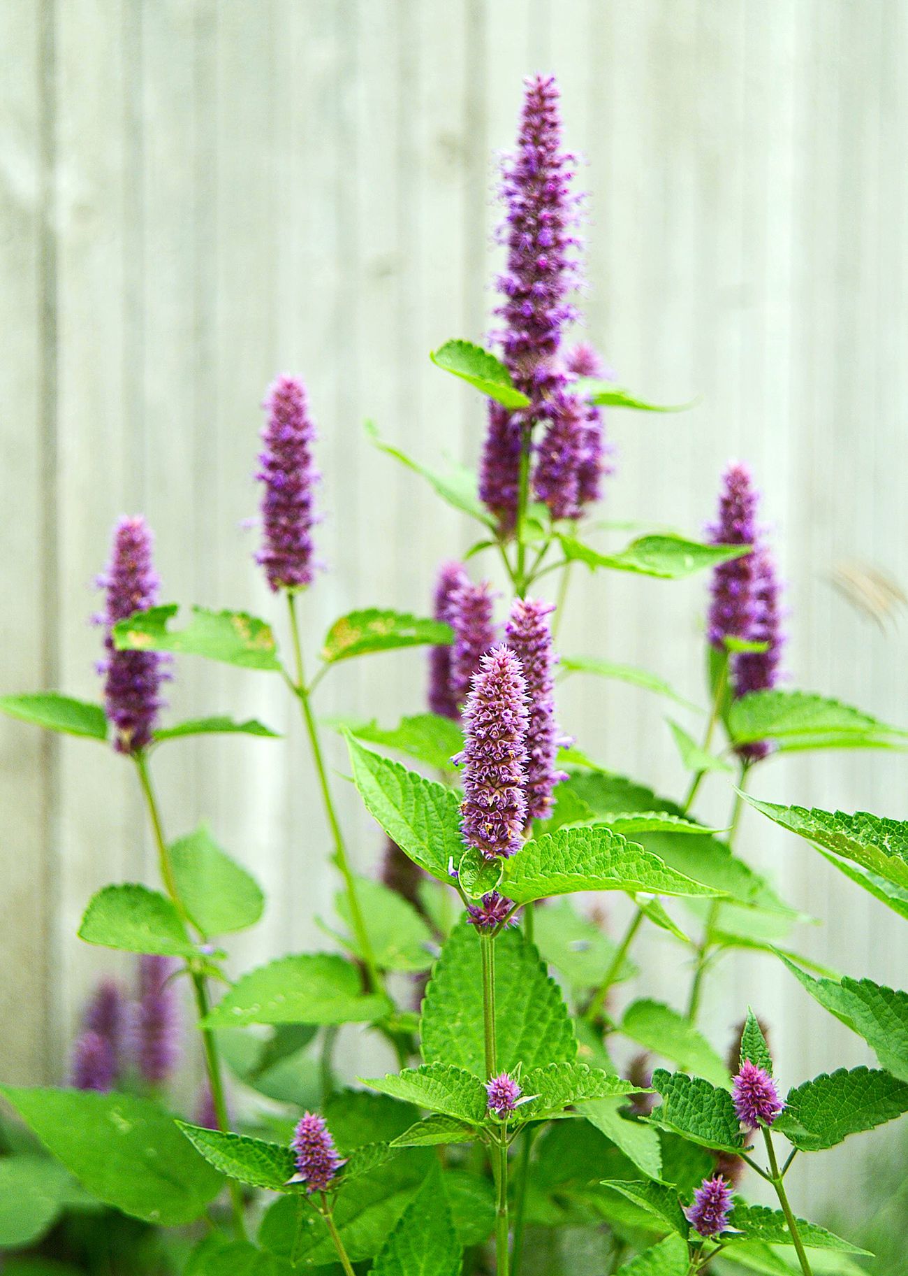 Planta de Menta Anís