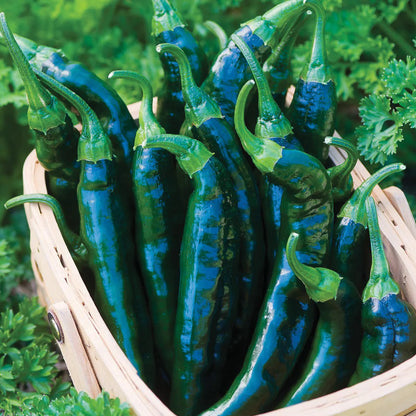Planta de Ají Pasilla Bajio