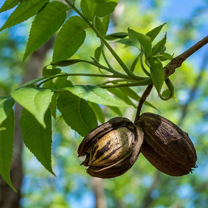 Árbol de Pecan